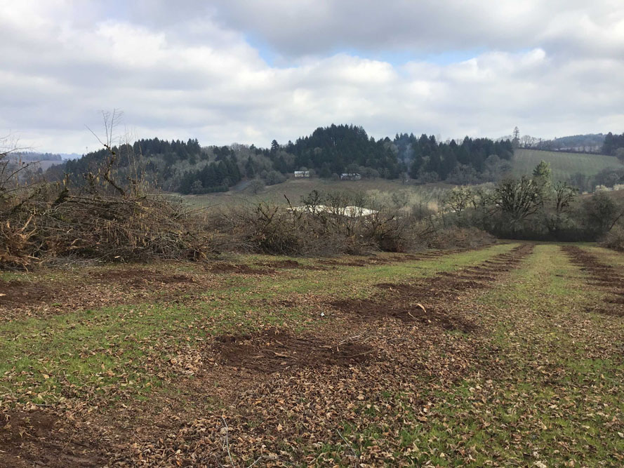 Doe Ridge Clearing - Image 1