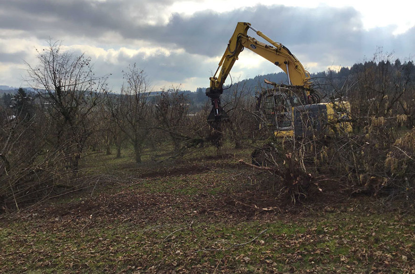 Doe Ridge - Clearing