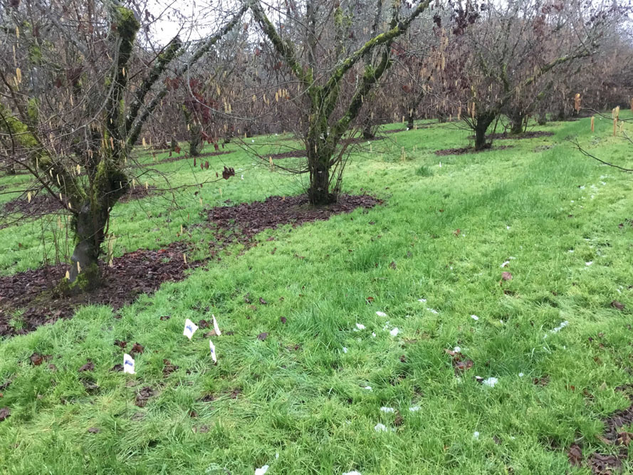 Doe Ridge Clearing - Image 4