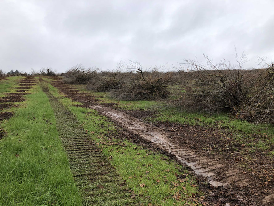 Doe Ridge Clearing - Image 5