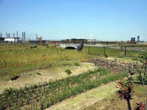 Forest Grove High School - Site work