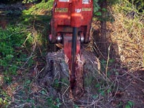 Hyland Vineyards Clearing