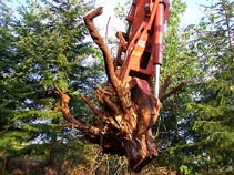 Hyland Vineyards Clearing