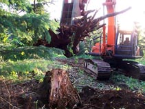 Hyland Vineyards Clearing