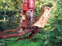 Hyland Vineyards Clearing