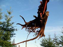 Hyland Vineyards Clearing