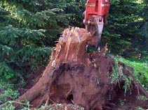 Hyland Vineyards Clearing