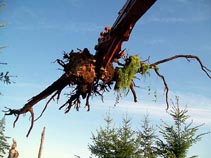 Hyland Vineyards Clearing