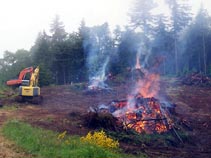 Hyland Vineyards Clearing