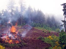 Hyland Vineyards Clearing