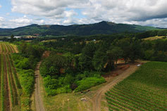 David Hill Land Clearing