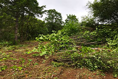 David Hill Land Clearing